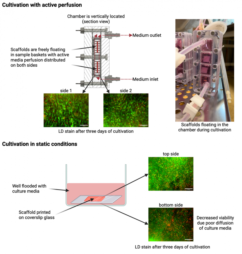 Proces kultivace 3D kolagenových gelů s buňkami