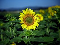 ©František Podzimek, Francie – Náhorní plošina Valensole