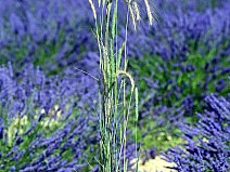 ©František Podzimek, Francie – Náhorní plošina Valensole - Lavandinová pole