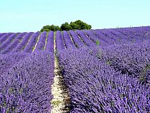 ©František Podzimek, Francie – Náhorní plošina Valensole - Lavandinová pole