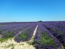 ©František Podzimek, Francie – Náhorní plošina Valensole - Lavandinová pole